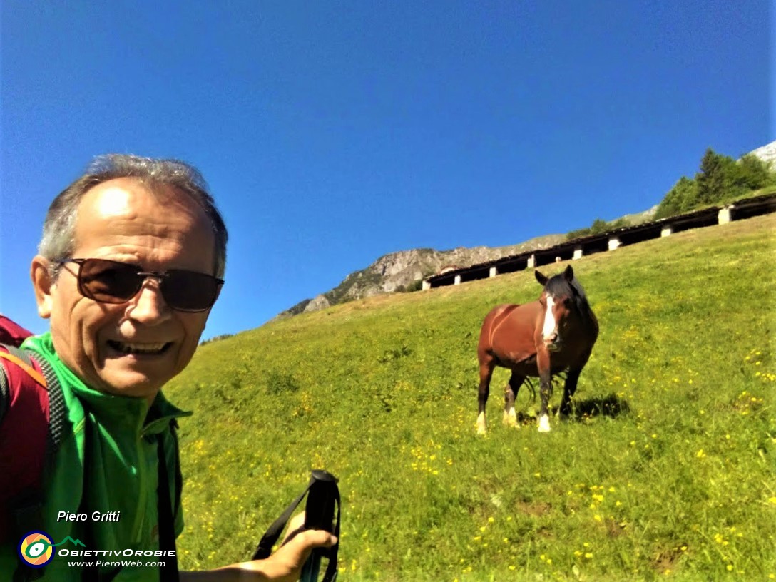 14 Il cavallo mi dedica un attimo di attenzione....jpg